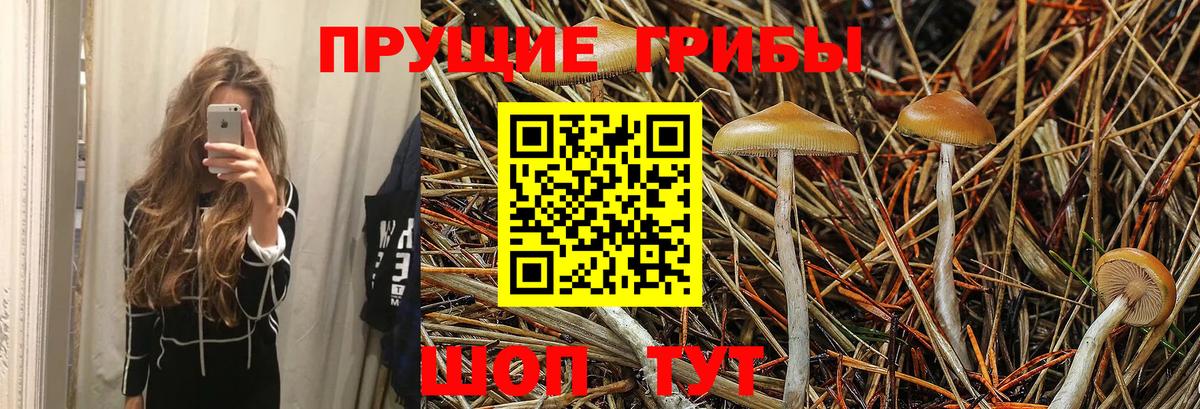 Псилоцибиновые грибы Cubensis Воркута